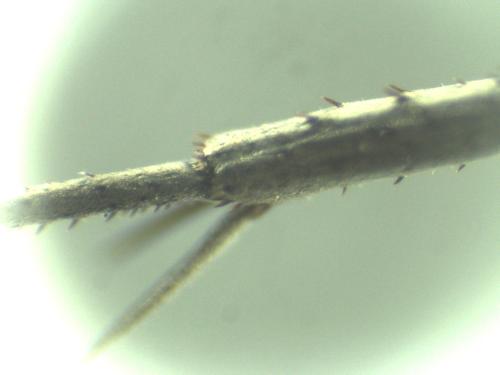 Réf. 333 667 : Auplopus sp.